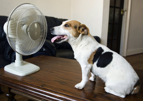 Keeping Pets Safe During the Dog Days of Summer - Be Prepared - Emergency Essentials