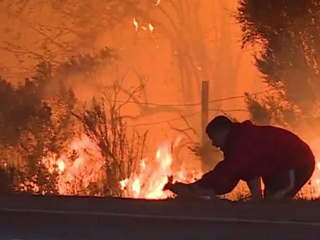 Protecting Pets from Wildfire - Be Prepared - Emergency Essentials