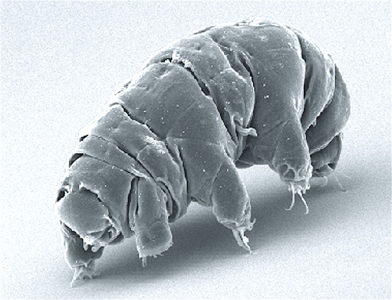 Tardigrades Can Survive Practically Anything, and So Can You - Be Prepared - Emergency Essentials