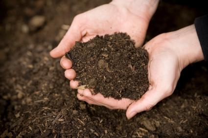 Baby Steps: Soil and Sun