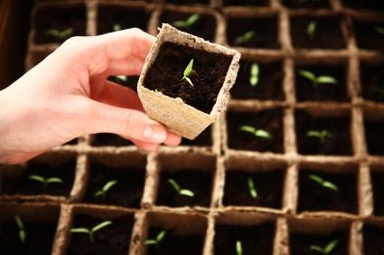 Baby Steps: Nurturing Seeds and Seedlings