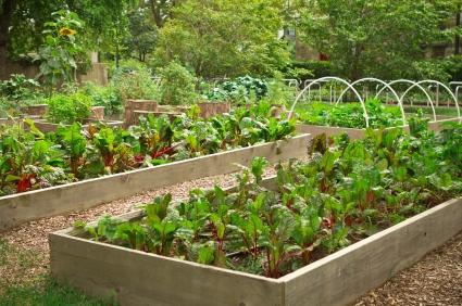 Build a Raised-Bed Garden