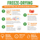 Freeze-Drying Process