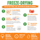 Infographic on the freeze-drying process with steps and benefits.